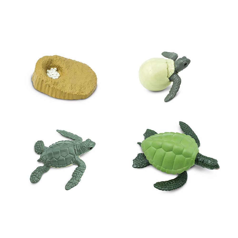 Life Cycle Of A Green Sea Turtle - 662316