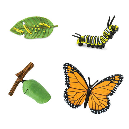 Life Cycle Of A Monarch Butterfly - 622616