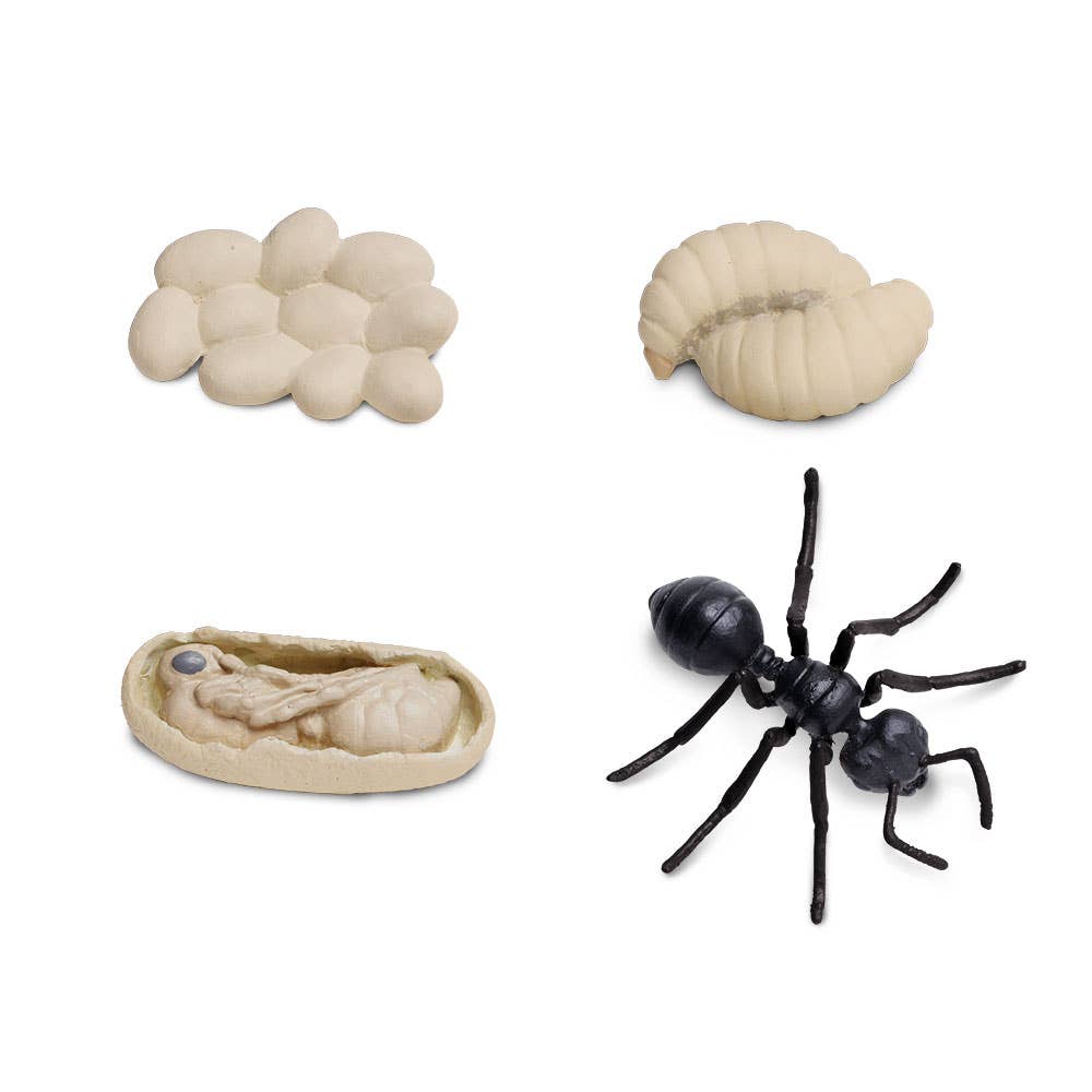 Life Cycle Of An Ant - 663916