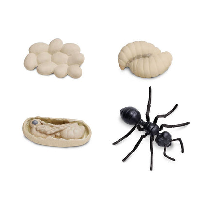 Life Cycle Of An Ant - 663916