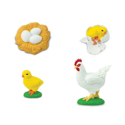 Life Cycle Of A Chicken - 662816