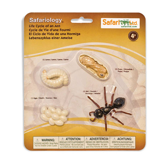Life Cycle Of An Ant - 663916