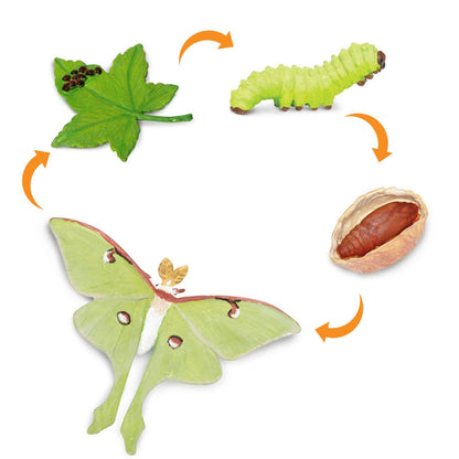 Life Cycle of a Luna Moth