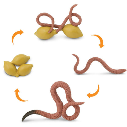 Life Cycle of a Worm