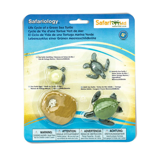 Life Cycle Of A Green Sea Turtle - 662316