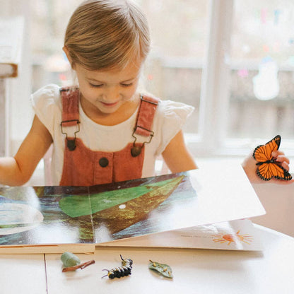 Life Cycle Of A Monarch Butterfly - 622616